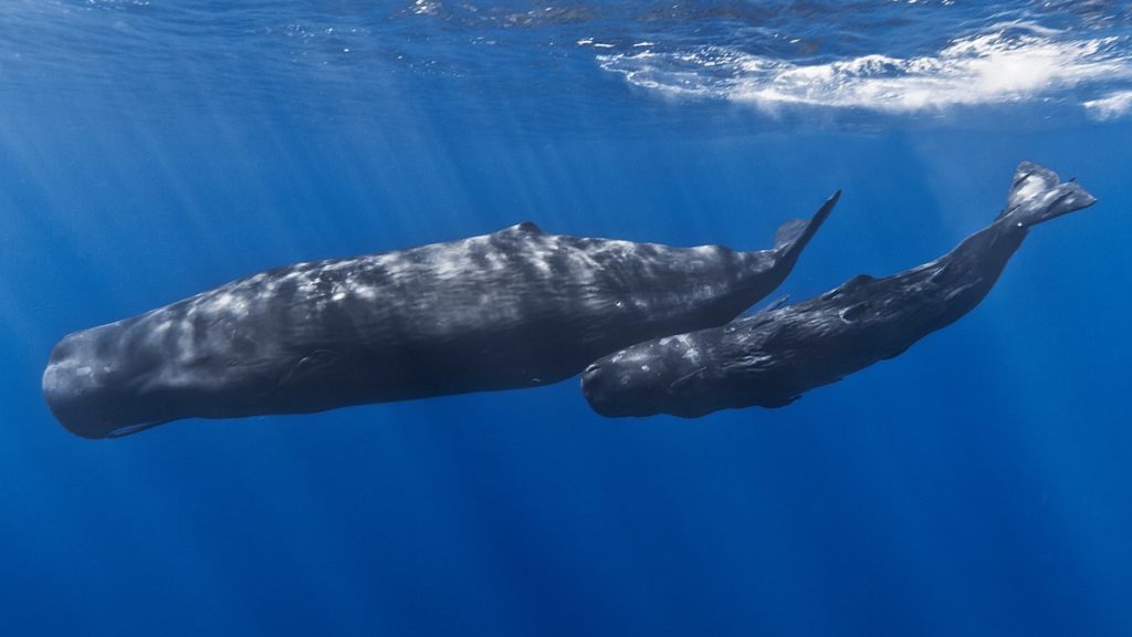 Un cachalot dans un filet de pêche