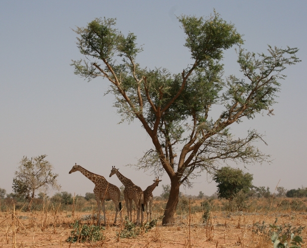 Français morts au Niger